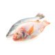 POISSON CARPE 1KG